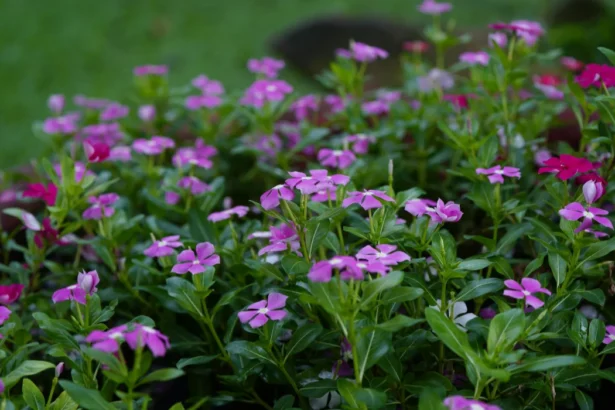 The Boylecheloid Flower: A Blossom of Pure Imagination