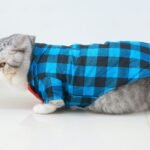 What Are Catsiepants? The Quirky Pet Trend Taking Over