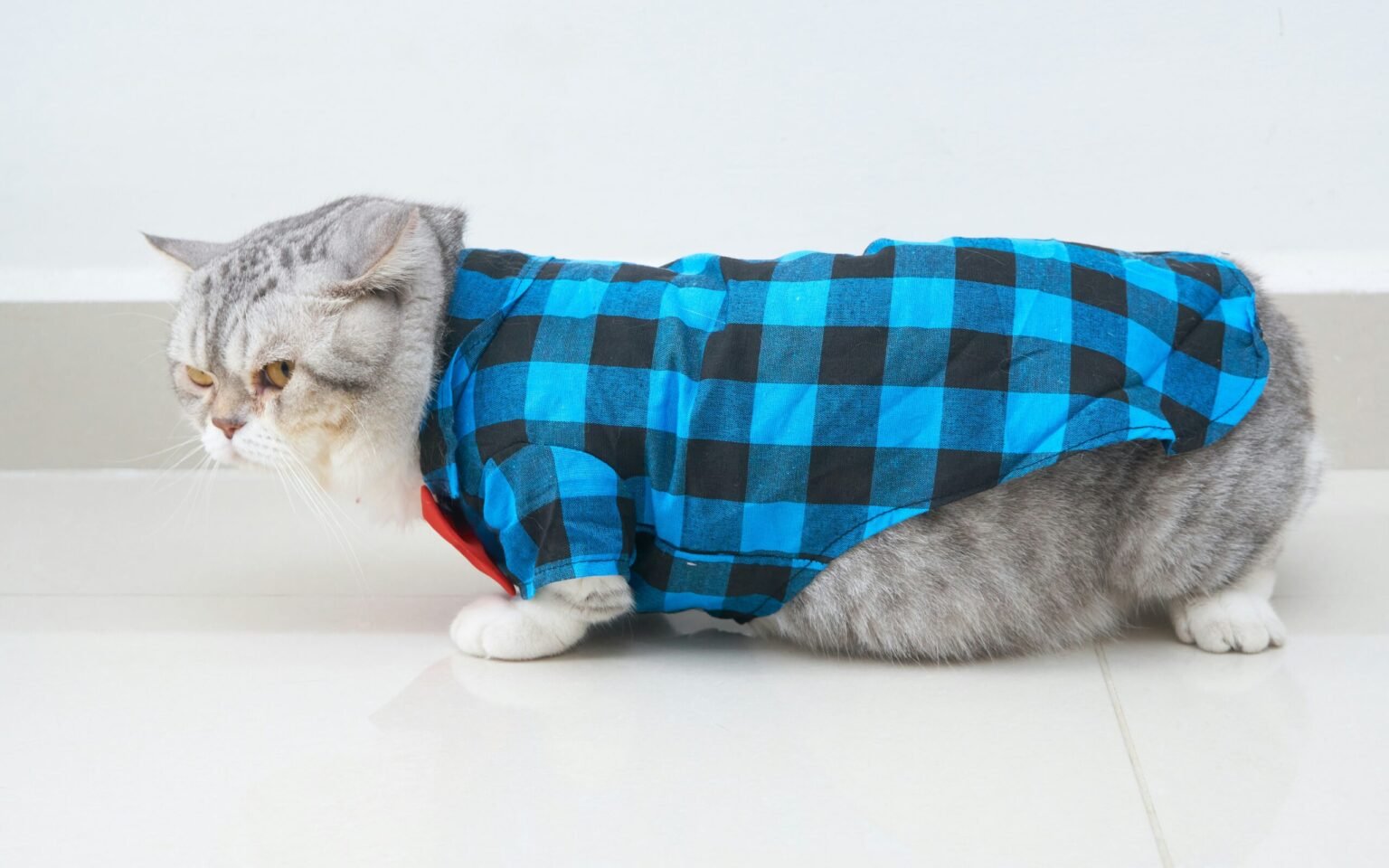What Are Catsiepants? The Quirky Pet Trend Taking Over