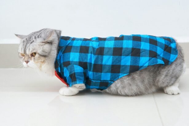 What Are Catsiepants? The Quirky Pet Trend Taking Over