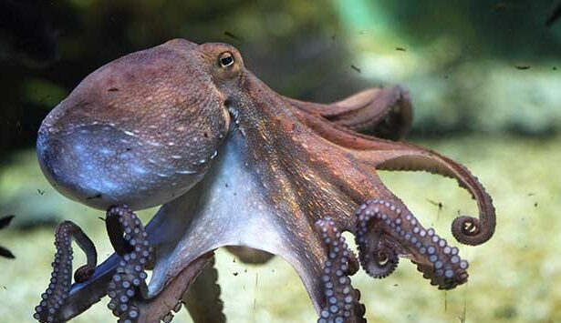octopus in saltwater tank