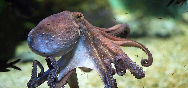 octopus in saltwater tank