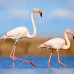 The Comprehensive Guide to africa flamingo