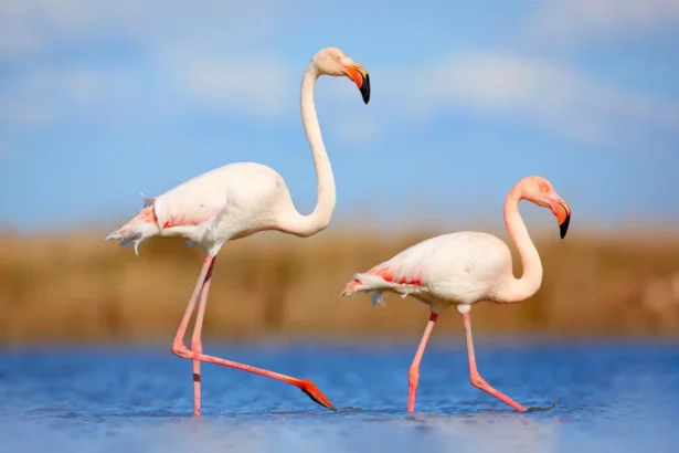The Comprehensive Guide to africa flamingo
