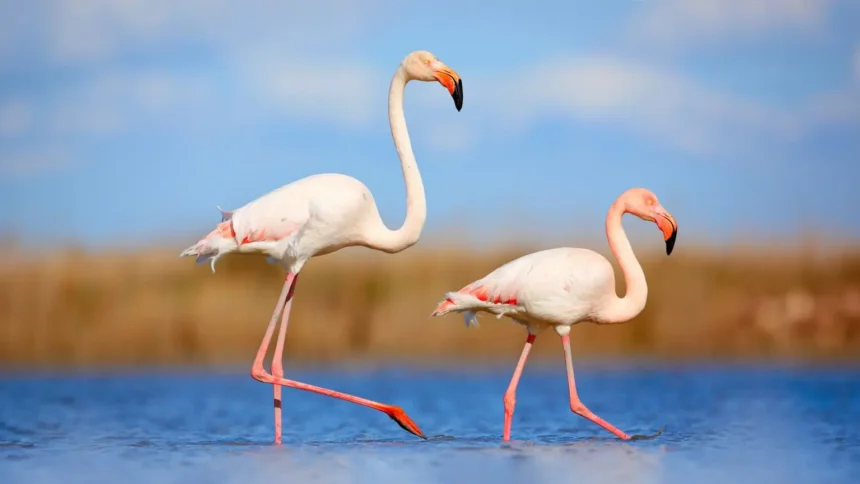 The Comprehensive Guide to africa flamingo