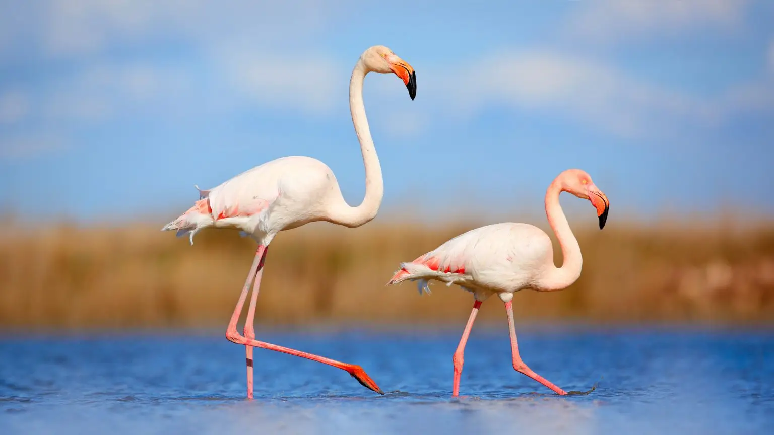 The Comprehensive Guide to africa flamingo