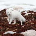 arctic fox cubs for sale