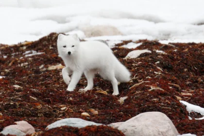 arctic fox cubs for sale