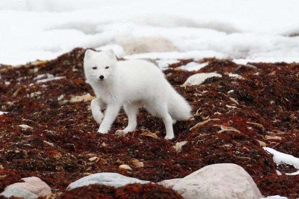 arctic fox cubs for sale