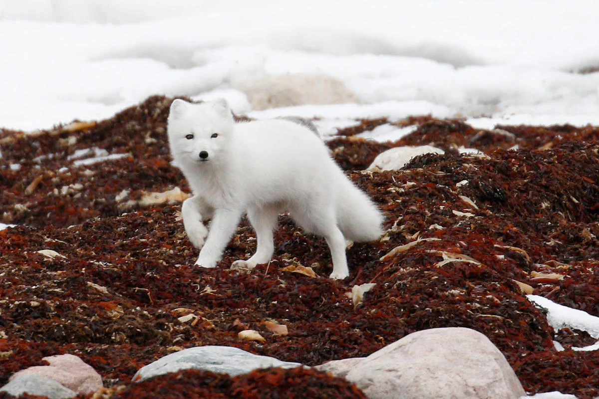 arctic fox cubs for sale