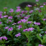 The Boylecheloid: A Blossom of Pure Imagination