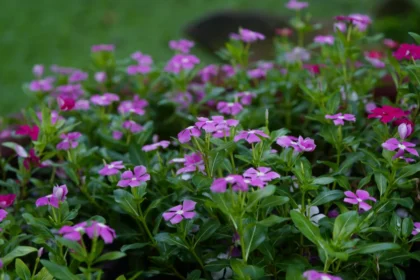 The Boylecheloid: A Blossom of Pure Imagination