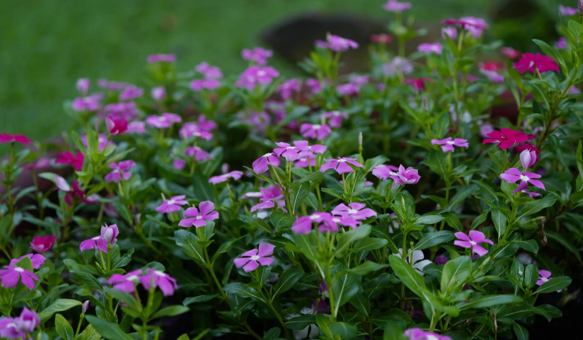 The Boylecheloid: A Blossom of Pure Imagination