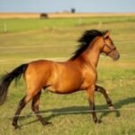 BK Horse: Meaning, Uses, and Why It Matters