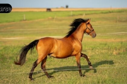BK Horse: Meaning, Uses, and Why It Matters