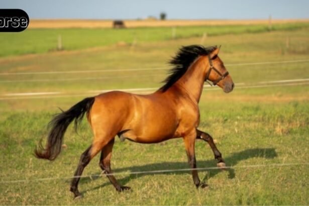 BK Horse: Meaning, Uses, and Why It Matters