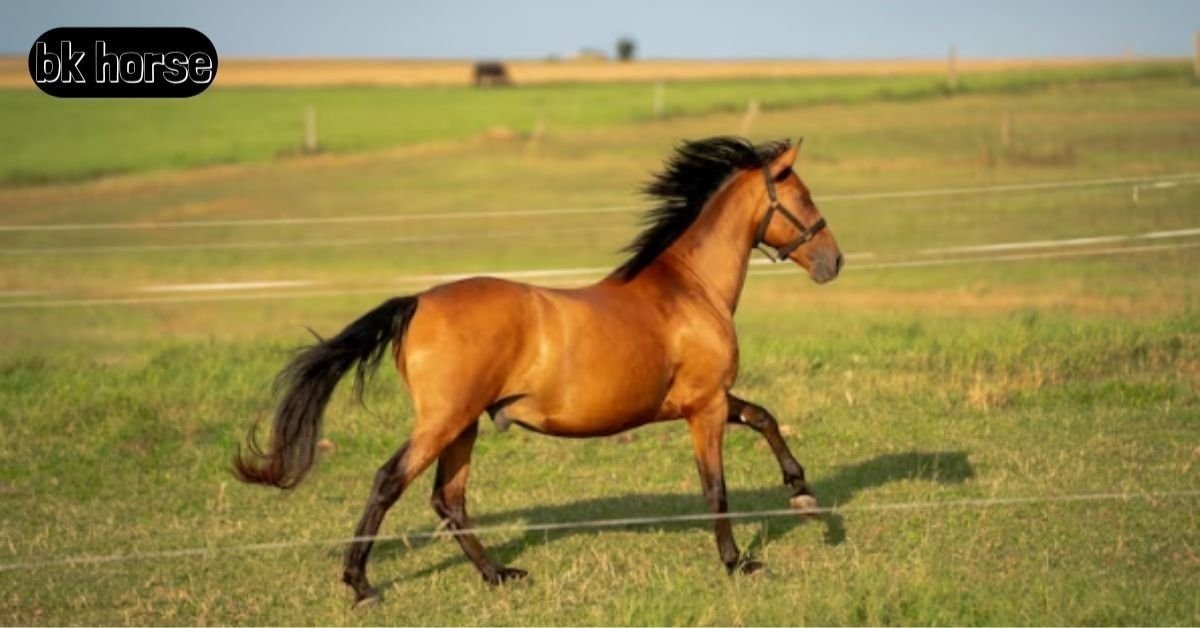 BK Horse: Meaning, Uses, and Why It Matters