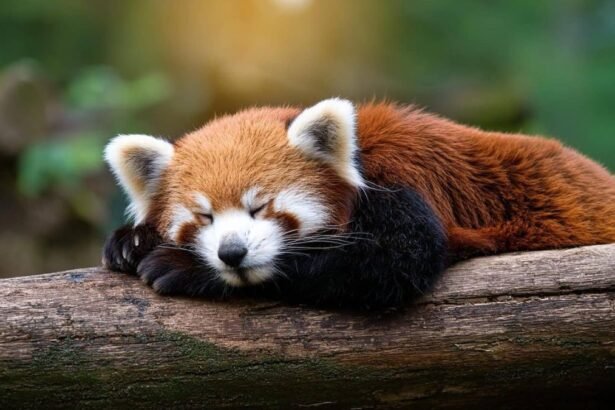 petdardas com of Joy: Your Ultimate Petdardas Hub