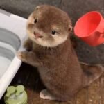 5 Essential Tips for Otter For Sale