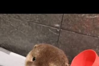 5 Essential Tips for Otter For Sale