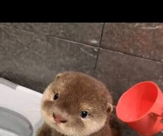 5 Essential Tips for Otter For Sale