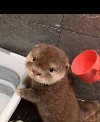 5 Essential Tips for Otter For Sale