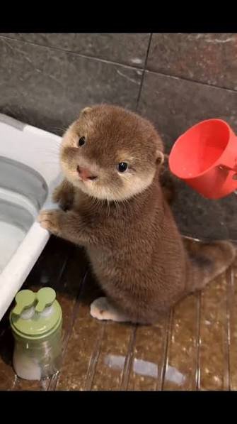 5 Essential Tips for Otter For Sale