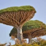 What Are the Most Iconic African Tree?