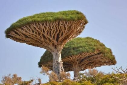 What Are the Most Iconic African Tree?