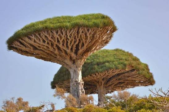 What Are the Most Iconic African Tree?