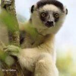 Discover the Enigmatic World of Madagascar Lemurs