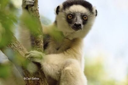 Discover the Enigmatic World of Madagascar Lemurs