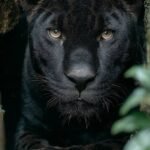5 Creative Ways to Apply Jagua Black for Body Designs