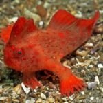 5 Rare Fisheries You Should Know About