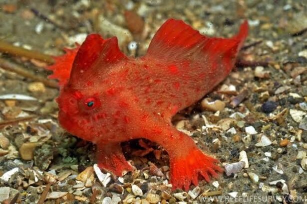 5 Rare Fisheries You Should Know About