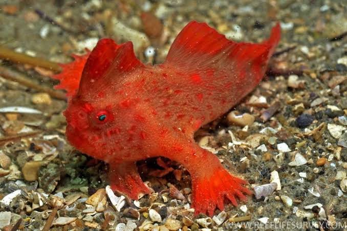 5 Rare Fisheries You Should Know About