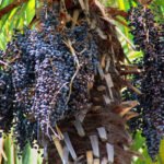 5 Amazing Benefits of Acai Trees for Your Garden