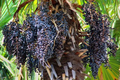 5 Amazing Benefits of Acai Trees for Your Garden