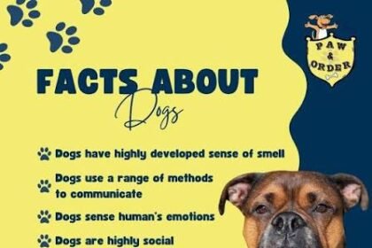 Unleashing the Truth: Amazing Dogs Facts Revealed
