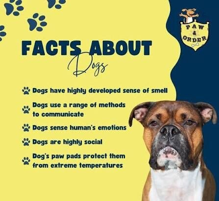 Unleashing the Truth: Amazing Dogs Facts Revealed