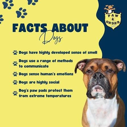 Unleashing the Truth: Amazing Dogs Facts Revealed