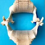 The Hidden Wonders of Stingray Teeth Explained