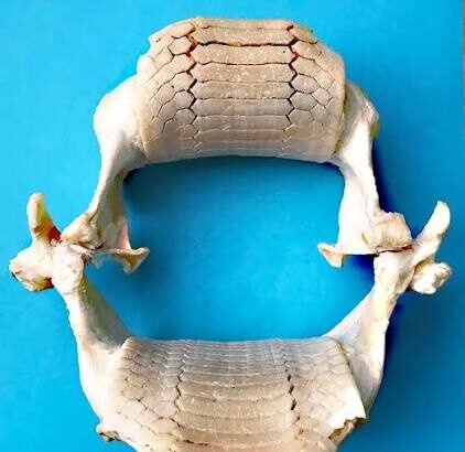 The Hidden Wonders of Stingray Teeth Explained