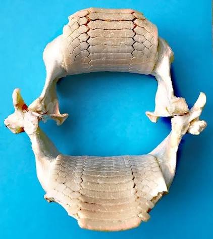 The Hidden Wonders of Stingray Teeth Explained