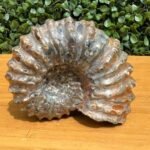 What Are Nautilus Fossil and Their Significance?