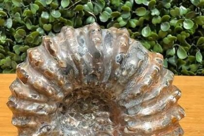 What Are Nautilus Fossil and Their Significance?