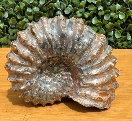 What Are Nautilus Fossil and Their Significance?
