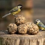 What Are Bird Balls and How Do They Attract Birds?