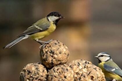 What Are Bird Balls and How Do They Attract Birds?