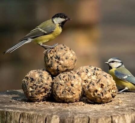 What Are Bird Balls and How Do They Attract Birds?